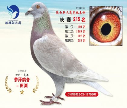 ��������ӥ����215��