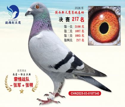 ��������ӥ����217��