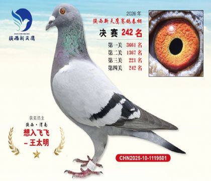 ��������ӥ����242��