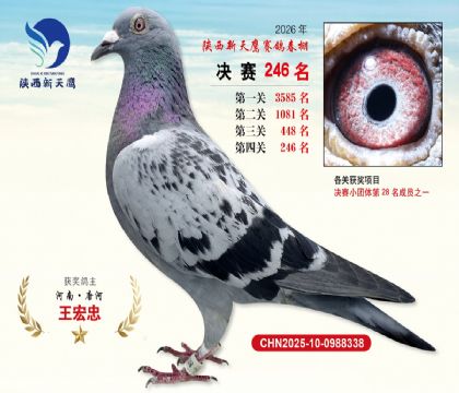 ��������ӥ����246��