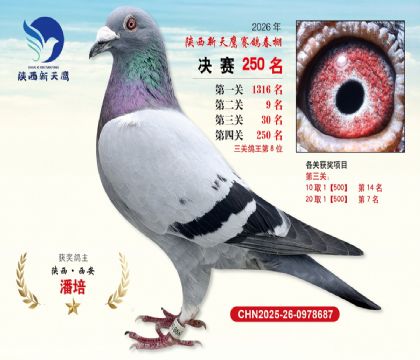 ��������ӥ����250��