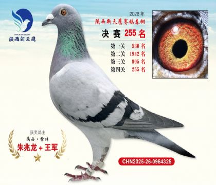 ��������ӥ����255��