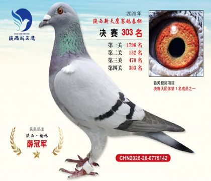 陕西新天鹰决赛303名