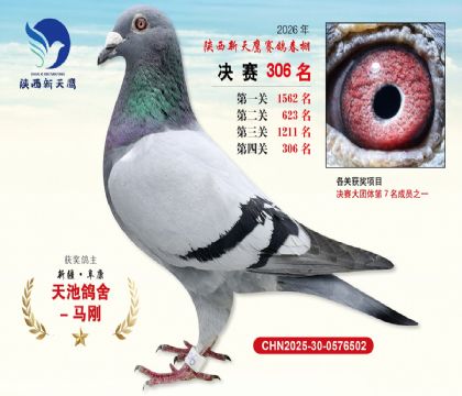 陕西新天鹰决赛306名