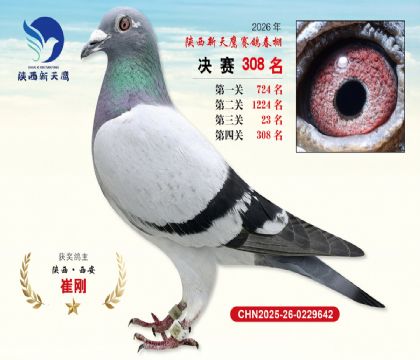 陕西新天鹰决赛308名