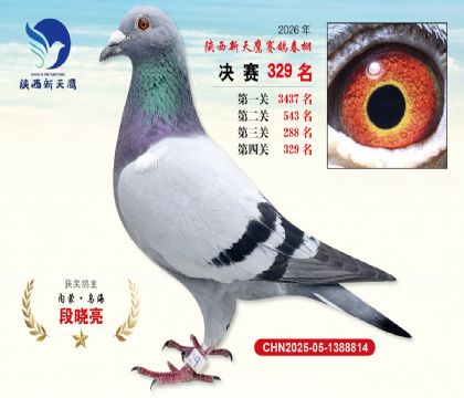 陕西新天鹰决赛329名