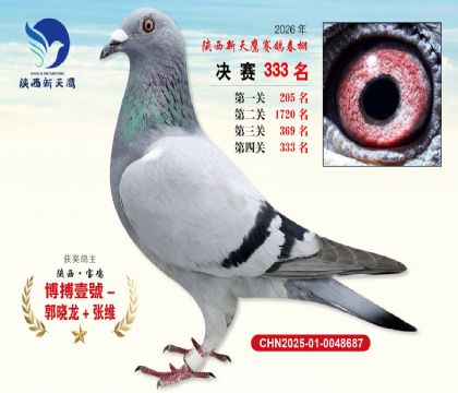陕西新天鹰决赛333名