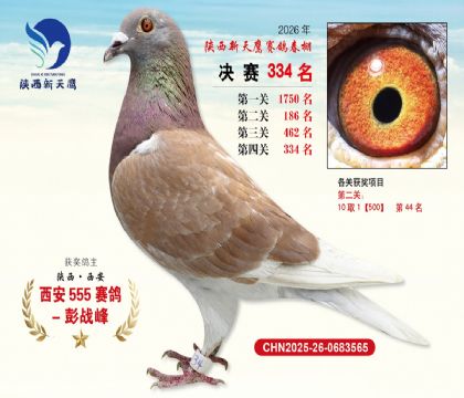 陕西新天鹰决赛334名