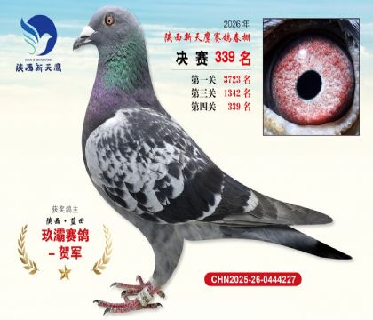 陕西新天鹰决赛339名
