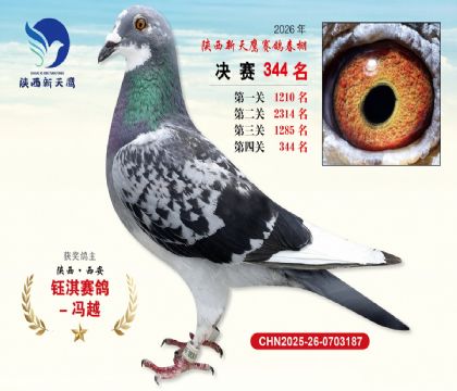陕西新天鹰决赛344名