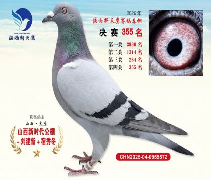 陕西新天鹰决赛355名