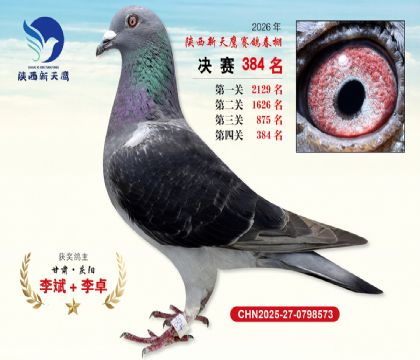 陕西新天鹰决赛384名