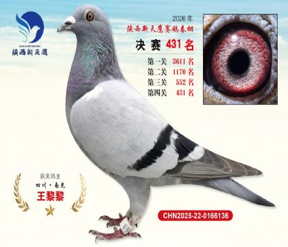 陕西新天鹰决赛431名
