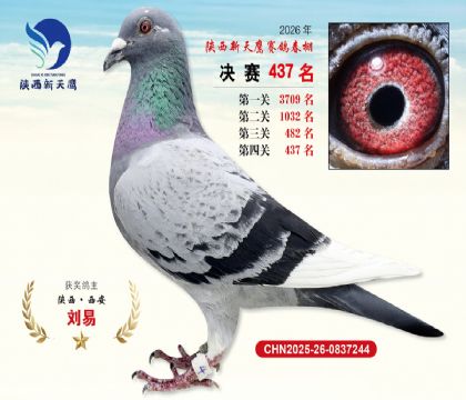 陕西新天鹰决赛437名