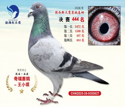 陕西新天鹰决赛444名