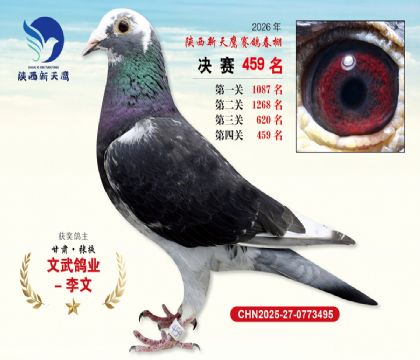 陕西新天鹰决赛459名