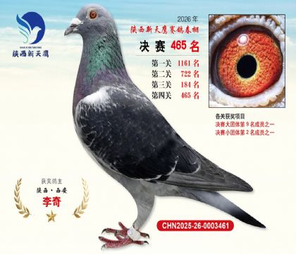 陕西新天鹰决赛465名