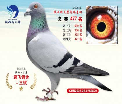 陕西新天鹰决赛477名