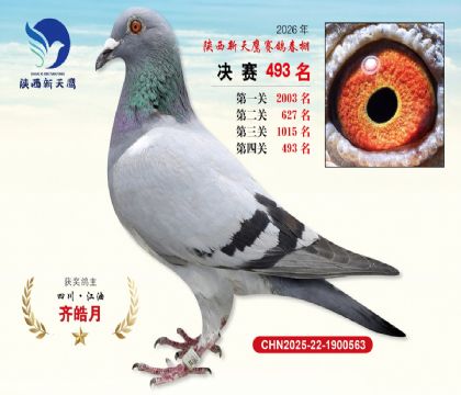 陕西新天鹰决赛493名