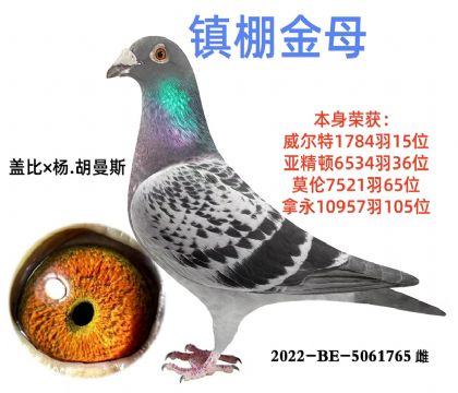 超级金母