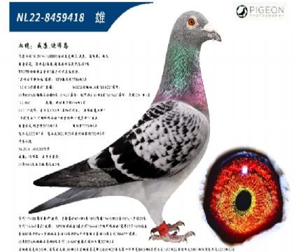 威廉迪布恩原舍(奥林匹克飓风号直子)