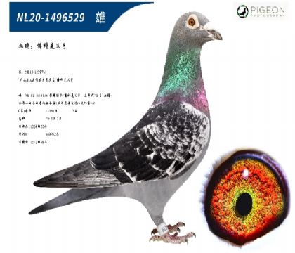 佛科克父子原舍(插组利器,特别推荐)