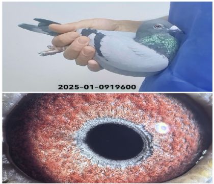 ��˹����������0919600