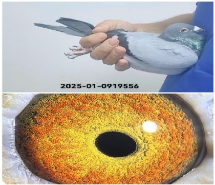 �����Ҳ�Ĭ��0919556