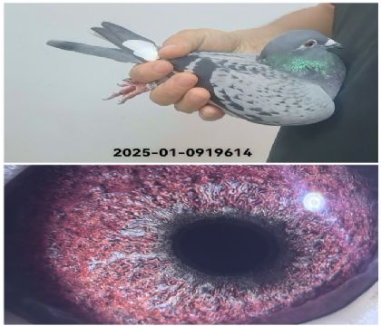 ��ŷ�߿�483��Ѫ0919514