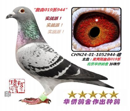 8��--ղɭ019ϵ-1052944��