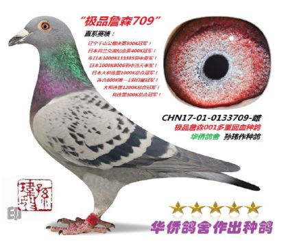 9��--ղɭ019ϵ��Ѫ�ָ�-0133709��