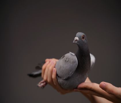 ī�ƶ���ֱ���24�괺������������92��