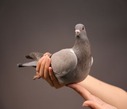 �����޵��¹����������޵й���ֱŮ