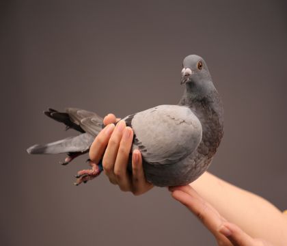 ����ղķʿֱ�������Ů     ��������
