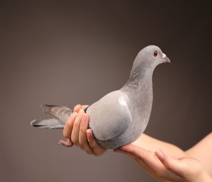 ������ƥ�˻��ض�006����������ض����׻�Ѫ