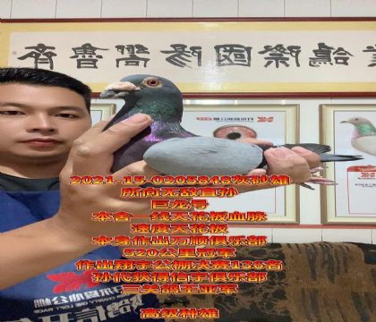 端午精品!所向无敌直孙!顶尖种雄