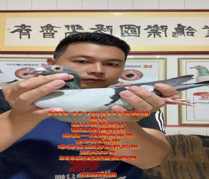 全天候血脉!盖比鲁迪直子x直女!高级种雄