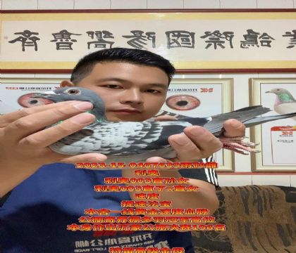 高级速度提速金母!利奥003直子x直女