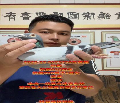 奶酪698高辈分回血!速度!提速!溶血!
