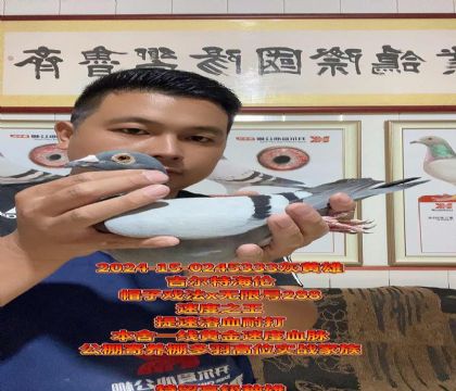帽子戏法全兄弟x无限号288!高级种雄