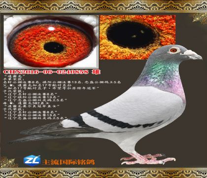 �ٰ���17���ֱ��ٰ����¶����ھ�ֱŮ