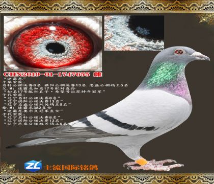 �ٰ���17���ֱ��ٰ����¶����ھ�ֱŮ