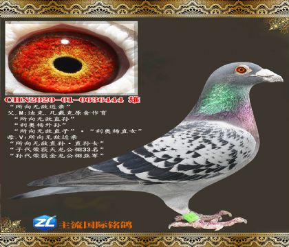 �����޵н���444