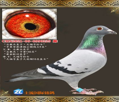 �ܽ�ͷֱ�ӡ��츣����Ů