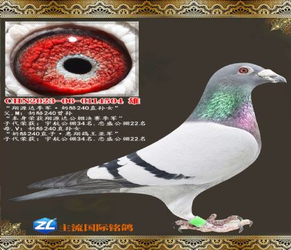 ����240�������240��Ů