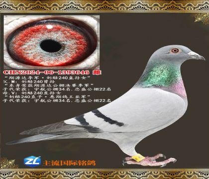 ����240�������240��Ů
