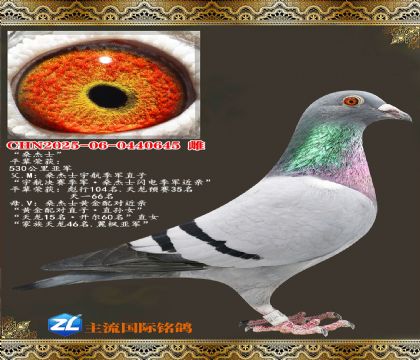 ɣ��ʿ�ƽ���Խ���