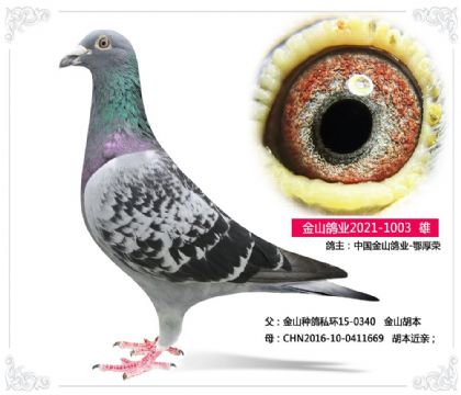 中国金山鸽业-鄂厚荣 --胡本003 雄