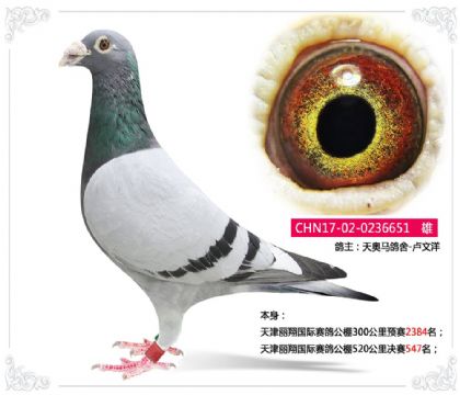 天津丽翔国际赛鸽公棚520公里决赛547名 雄