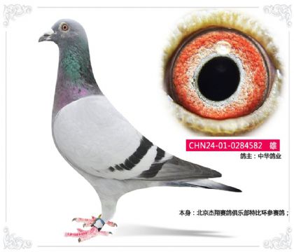 中华鸽业 --北京杰翔赛鸽俱乐部特比环参赛鸽582 雄